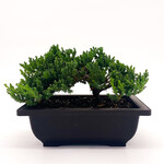 Bonsai, Japanese Juniper 6 in