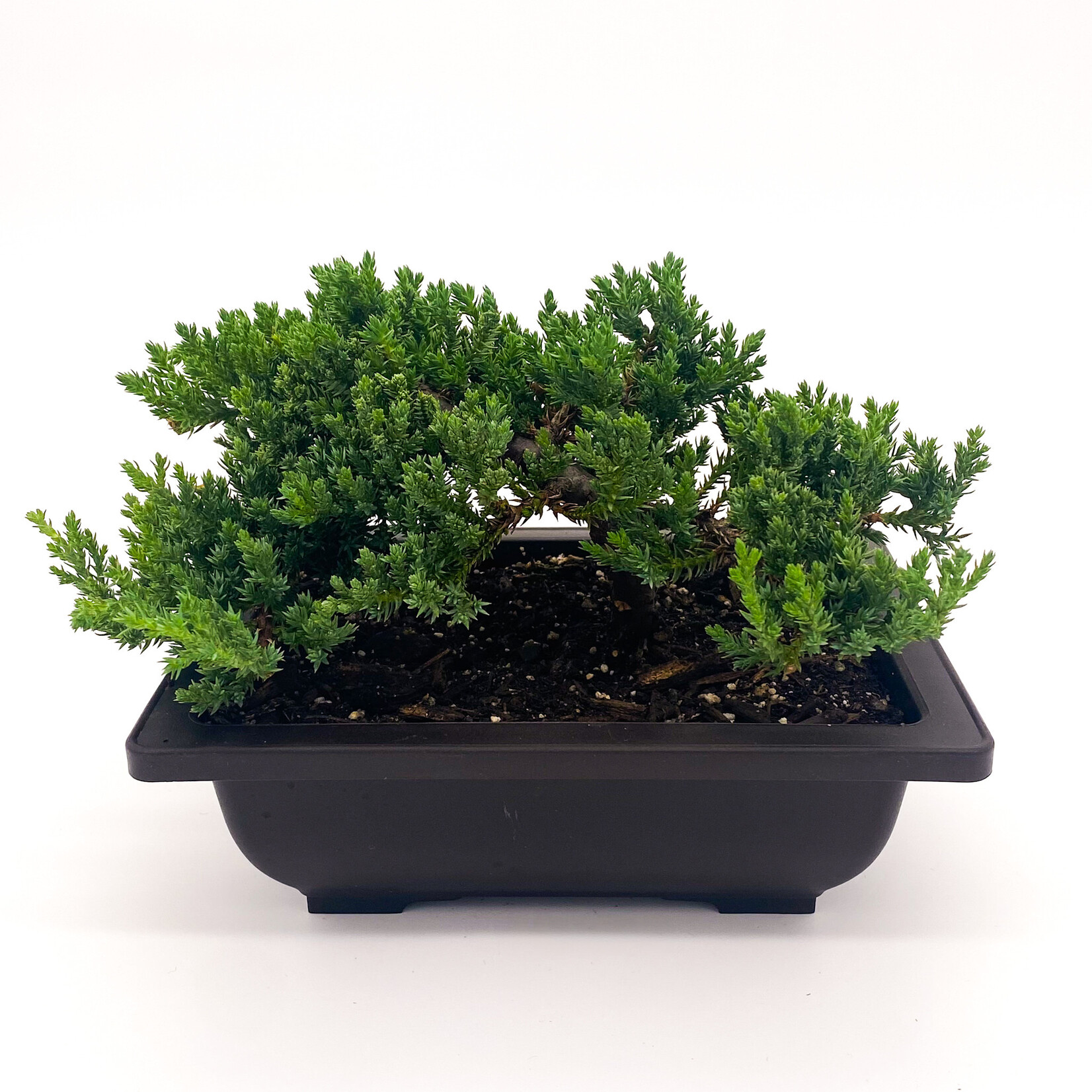 Bonsai, Japanese Juniper 6 in