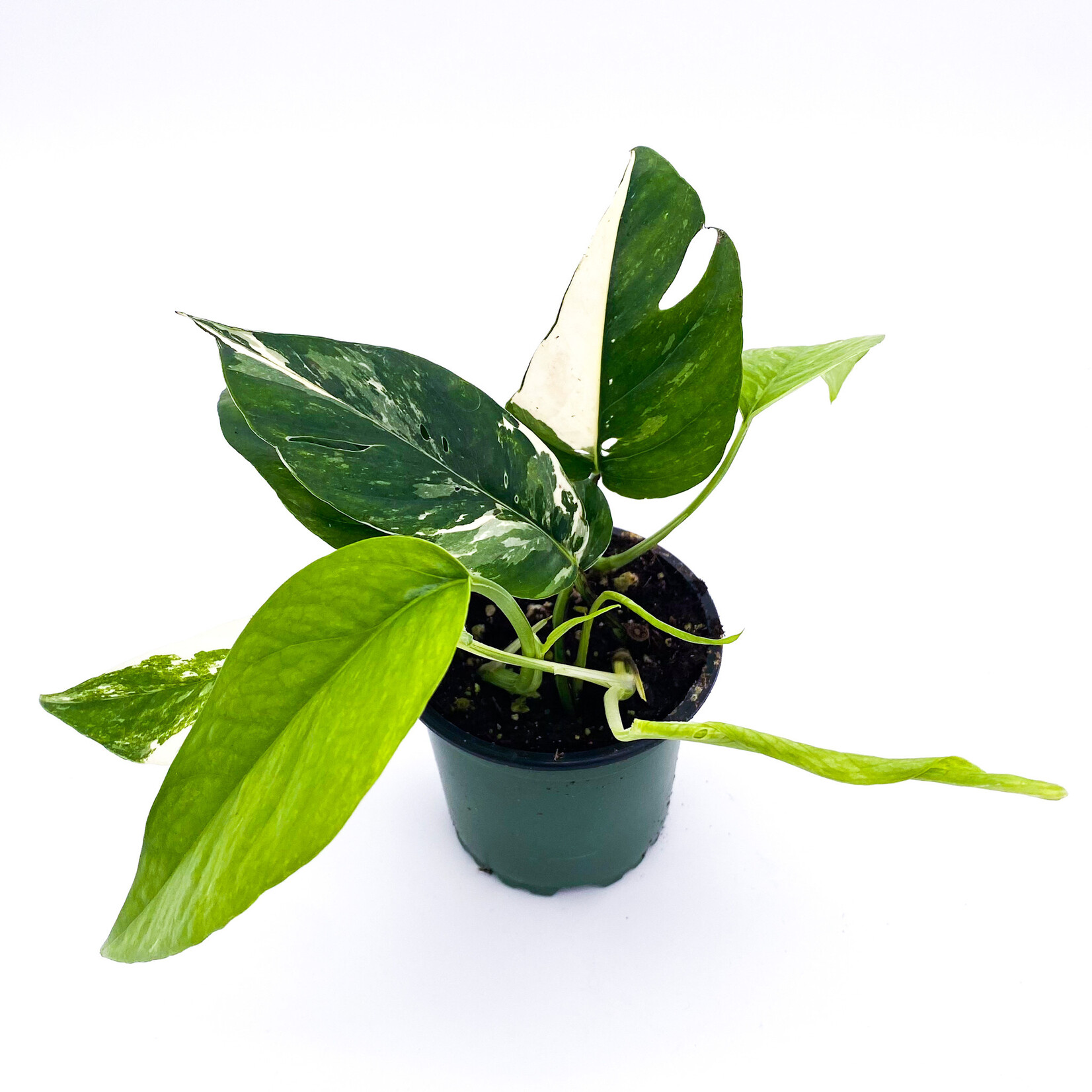 Philodendron, White 4 in