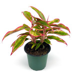Chinese Evergreen Red 4 in
