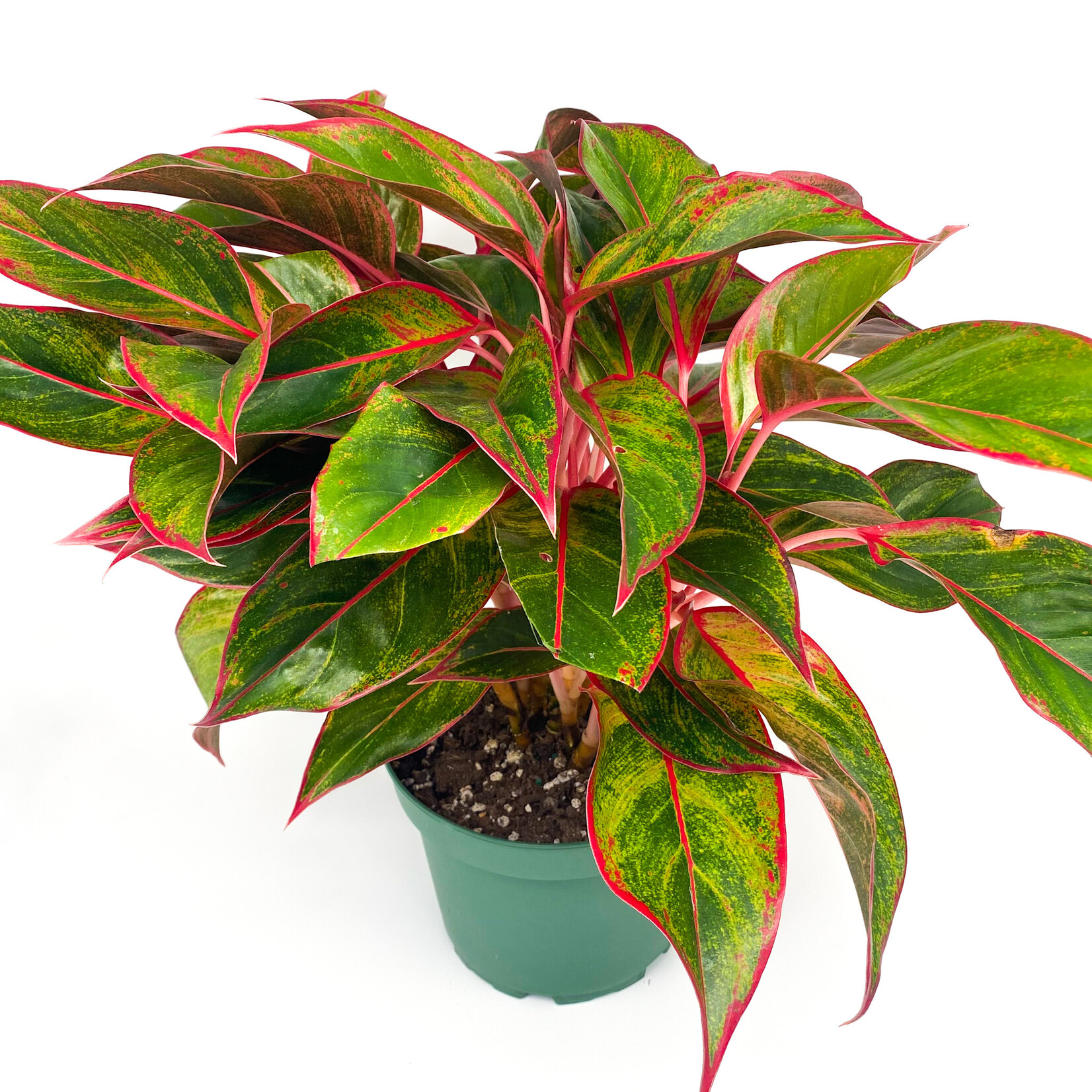 Chinese Evergreen 8 in
