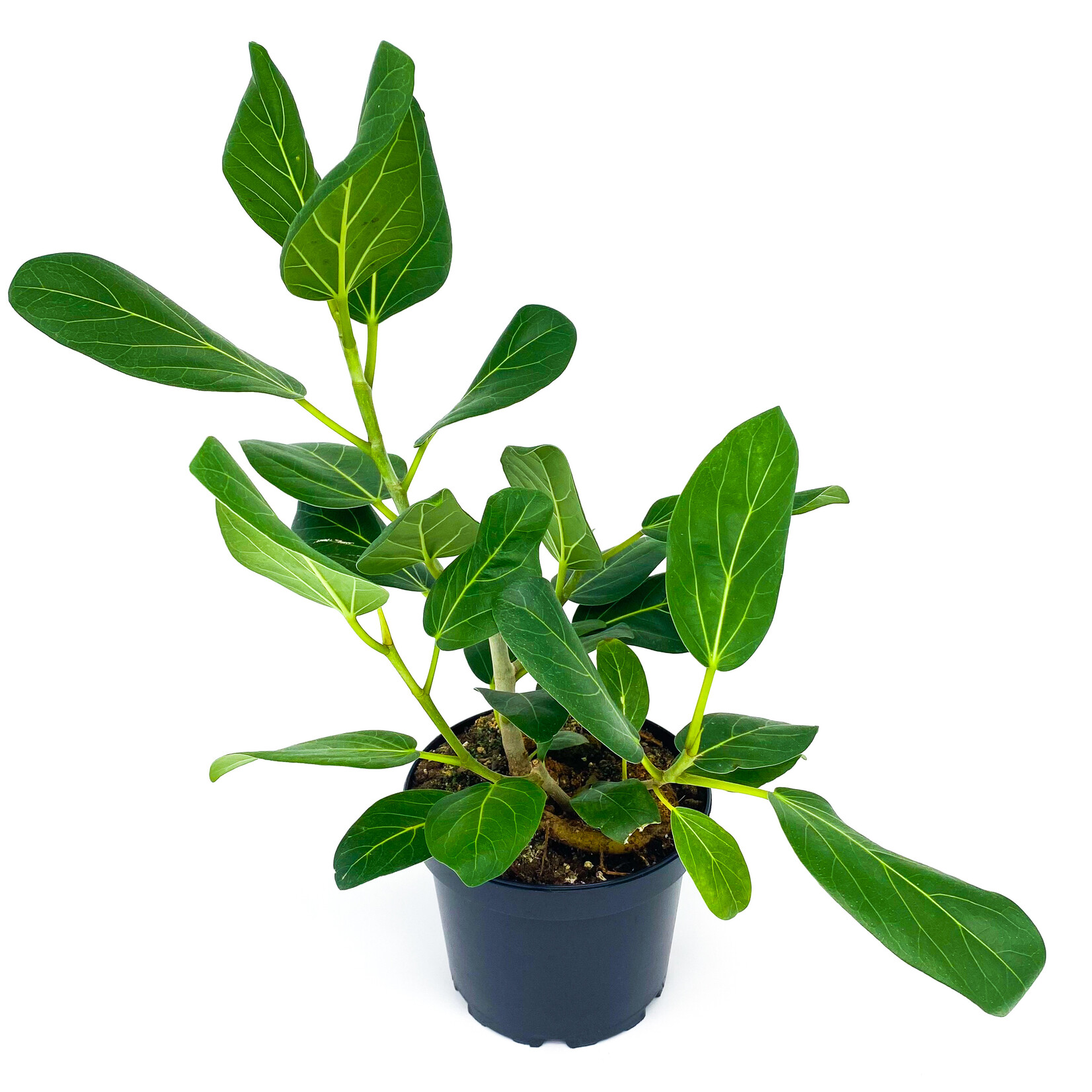 Ficus, Audrey 6 in
