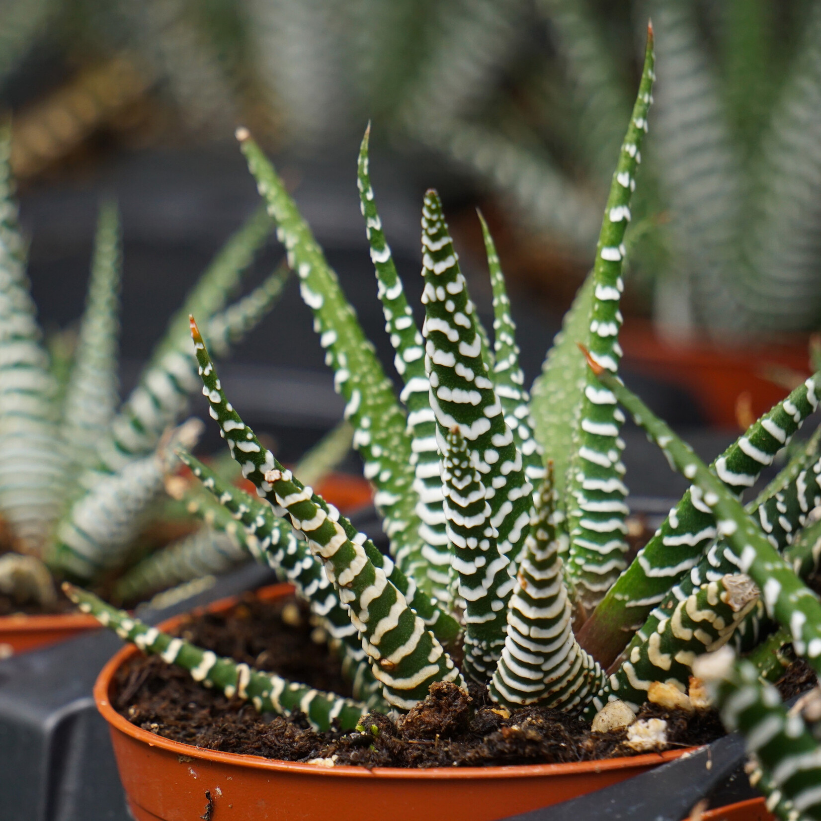 Haworthia, 2 in