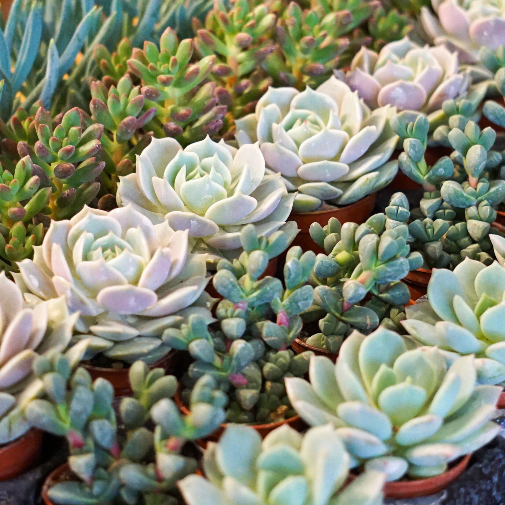 Succulent, Asst 2.5 in