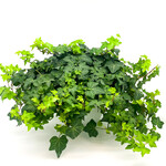 Ivy, English HB 8 in