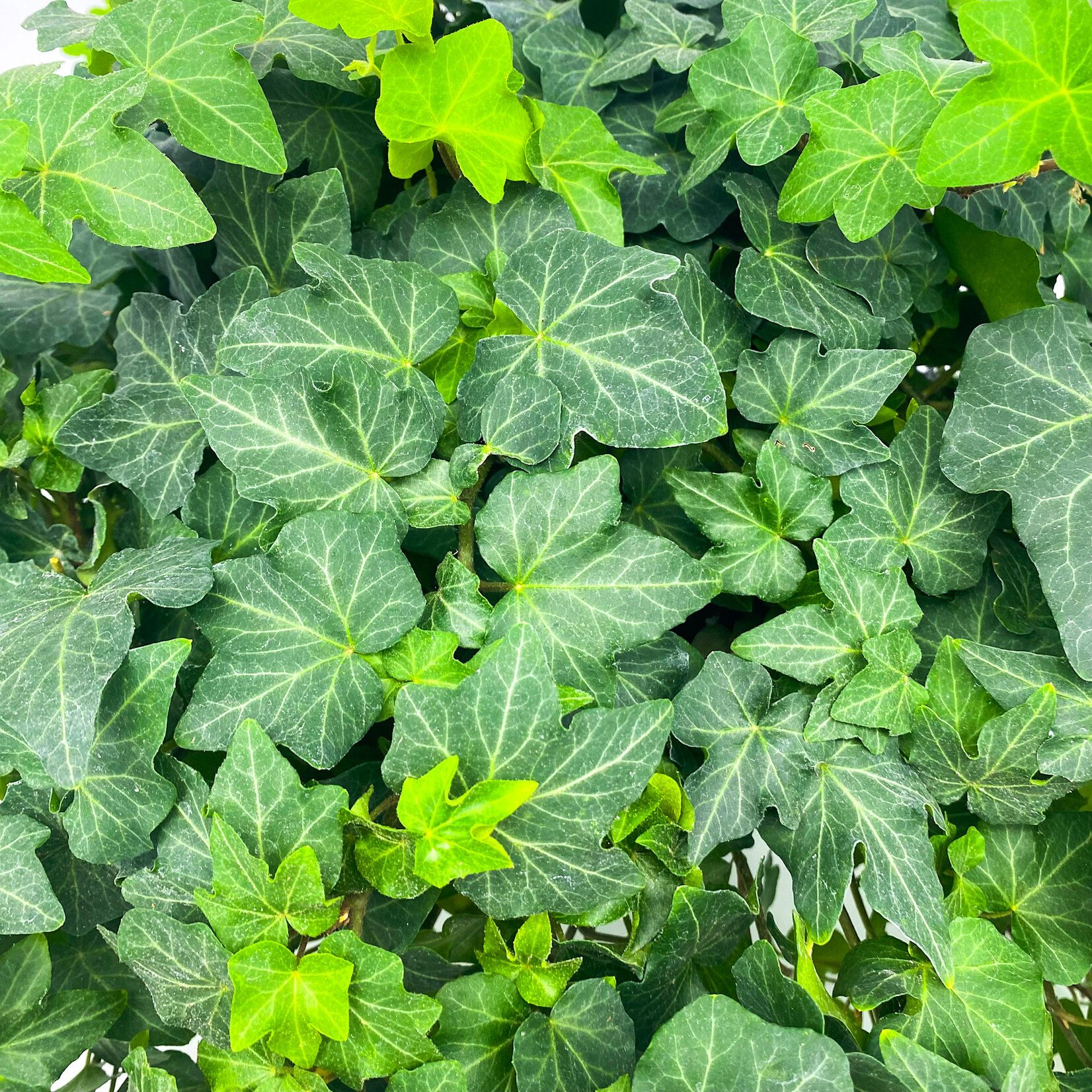 Ivy, English HB 8 in