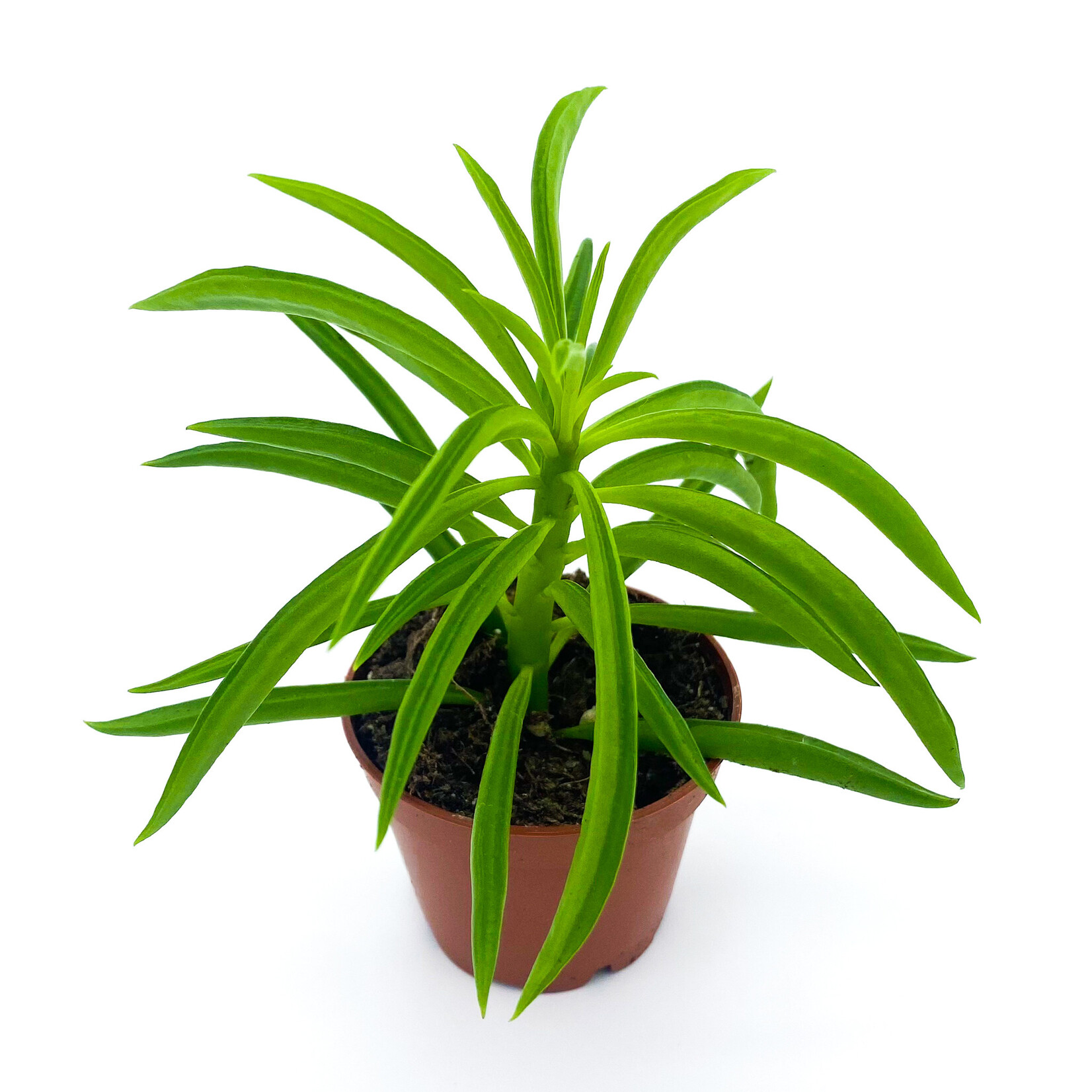 Peperomia, Happy Bean 2 in