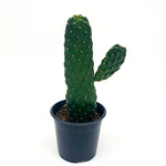 Cactus, Roadkill 4 in