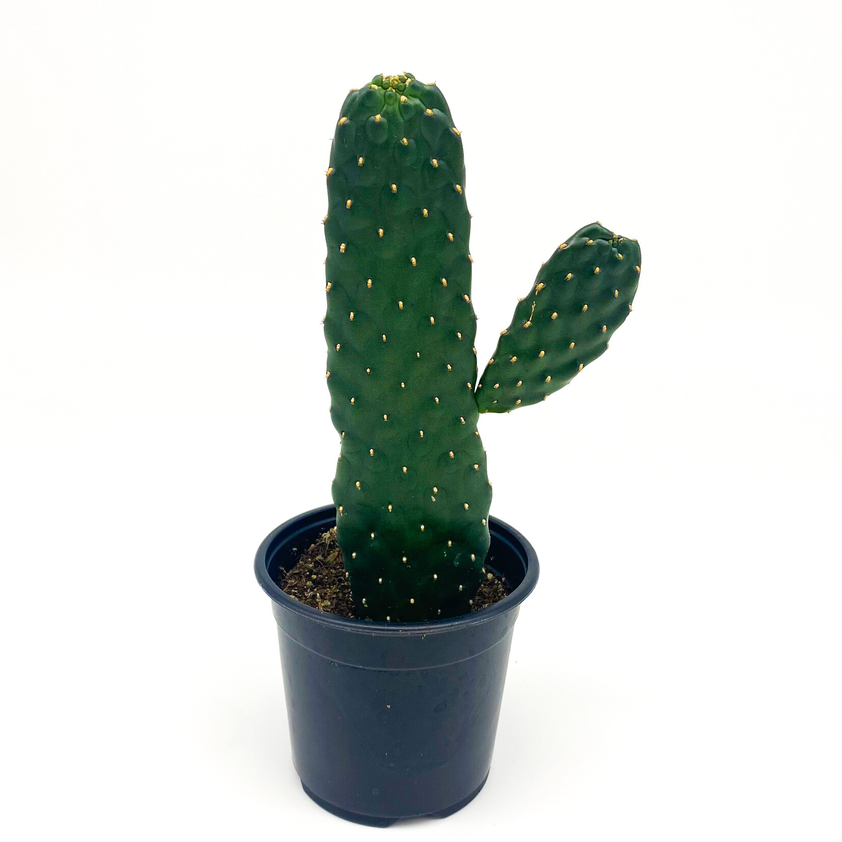 Cactus, Roadkill 4 in