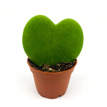 Hoya, Heart 2.25 in