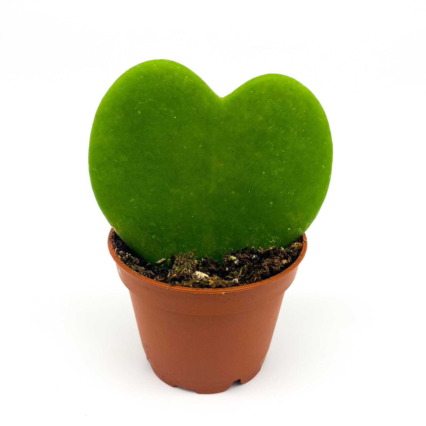 Hoya, Heart 2.25 in