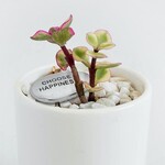 Pebble, Engraved Silver Choose Happiness