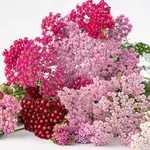 Seeds, Achillea Flowerburst Fruit Bowl (West Coast Seeds)