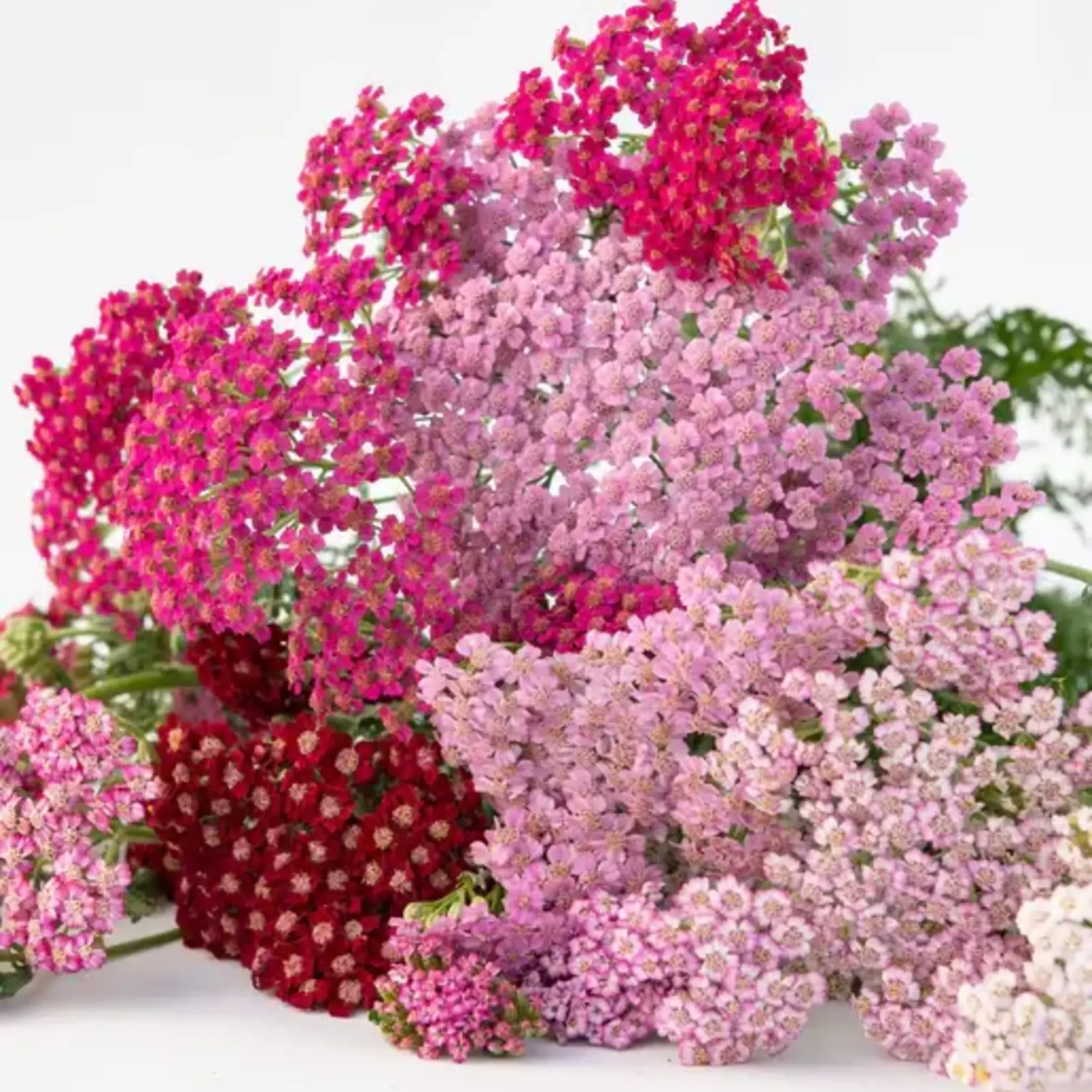 Seeds, Achillea Flowerburst Fruit Bowl (West Coast Seeds)