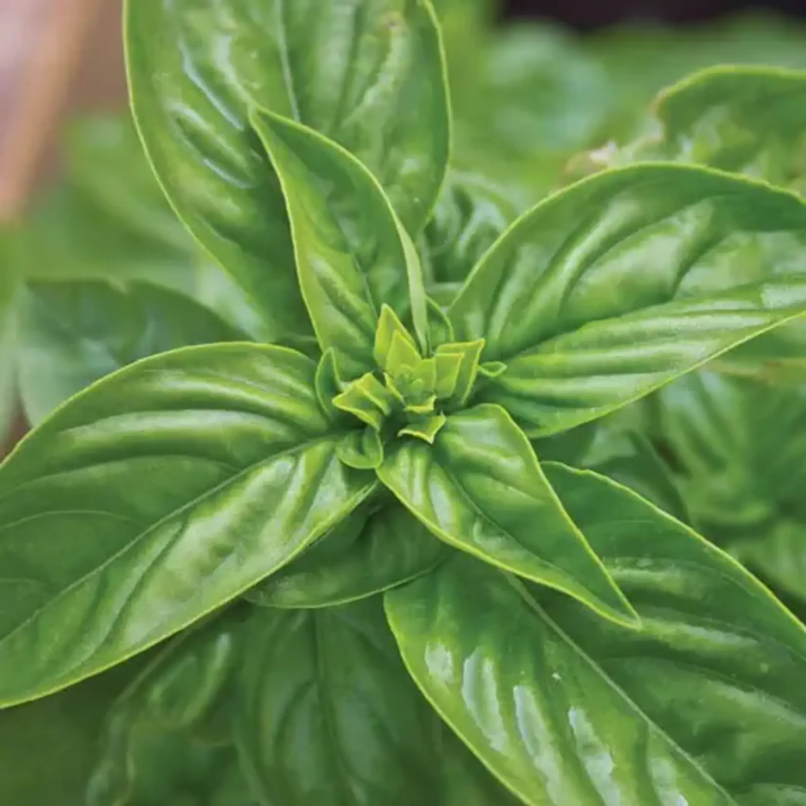 Seeds, Basil Sweet (West Coast Seeds)
