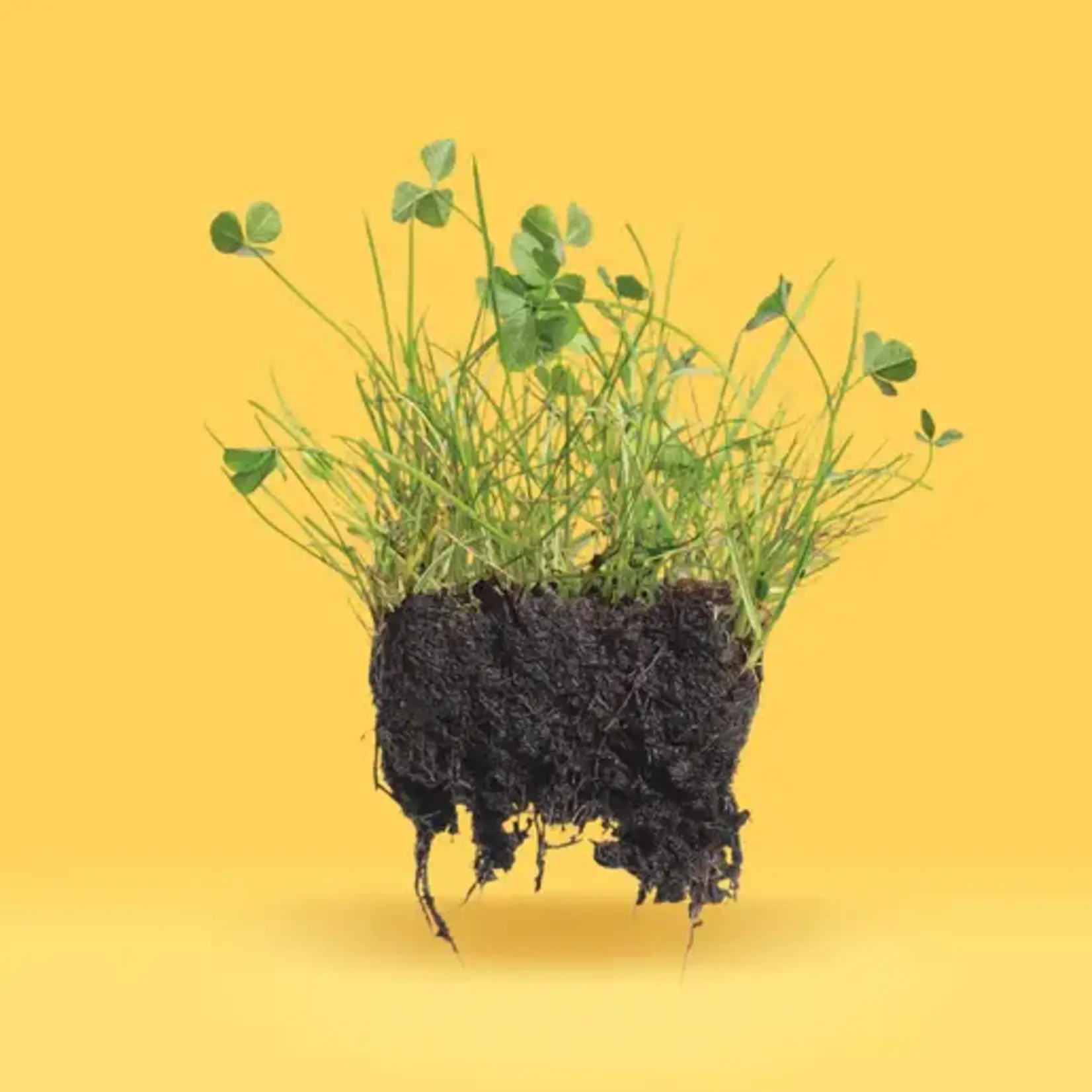 Seeds, Bee Turf Blend (West Coast Seeds) 80g