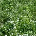 Seeds, Bee Turf Blend (West Coast Seeds) 80g