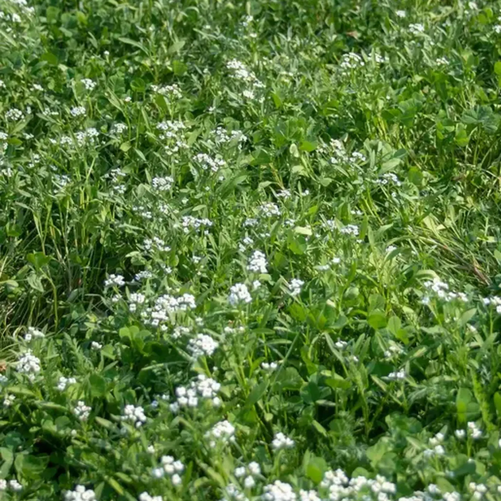 Seeds, Bee Turf Blend (West Coast Seeds) 80g