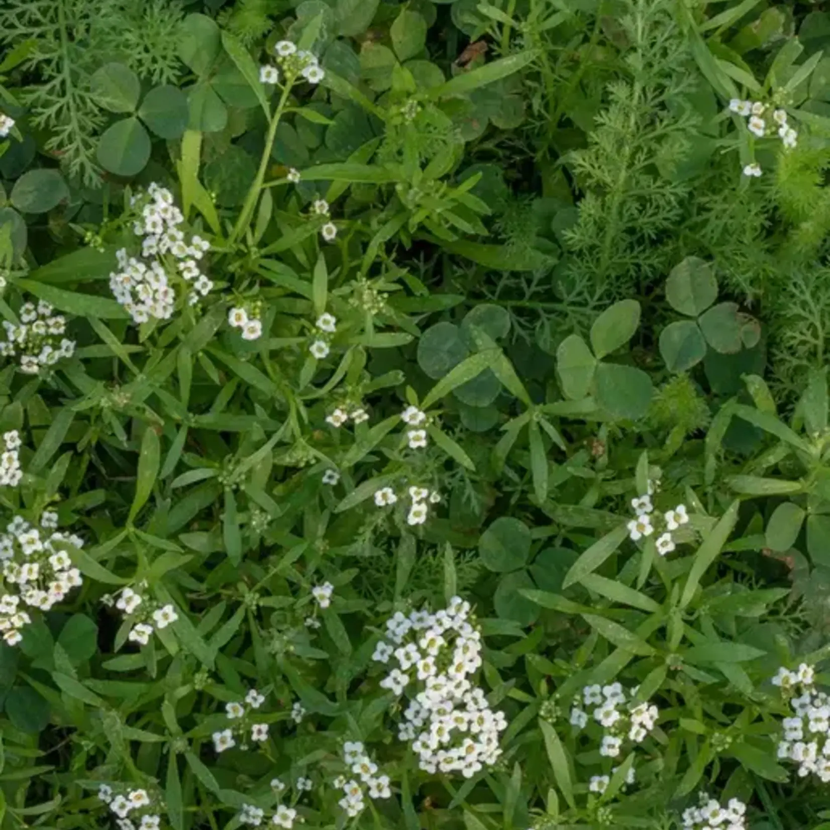 Seeds, Bee Turf Blend (West Coast Seeds) 80g