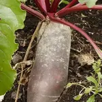 Seeds, Beets Cylindra (West Coast Seeds)