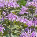 Seeds, Bergamot Wild (West Coast Seeds)