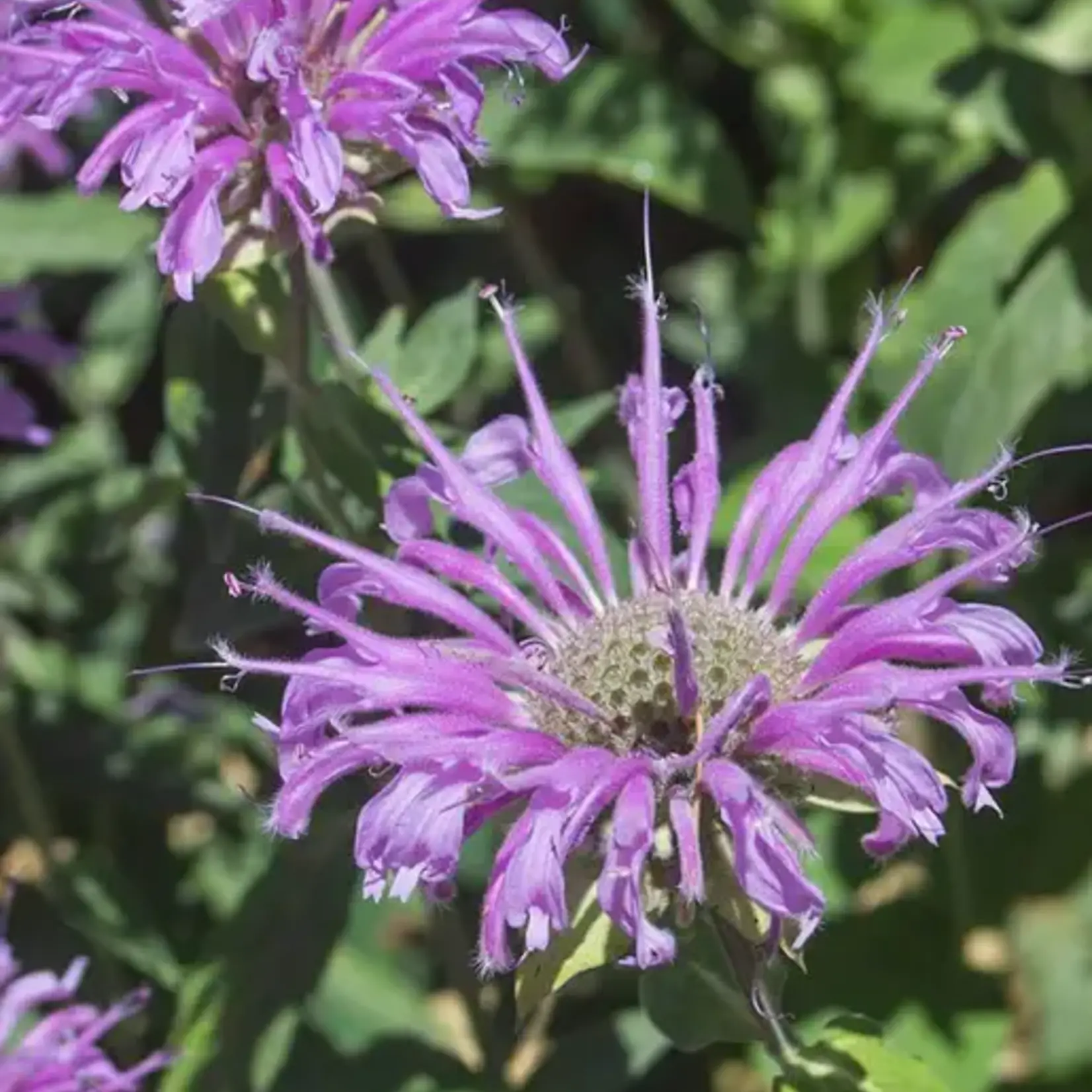 Seeds, Bergamot Wild (West Coast Seeds)