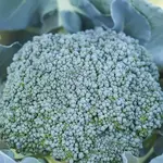 Seeds, Broccoli Di Cicco Organic (West Coast Seeds)