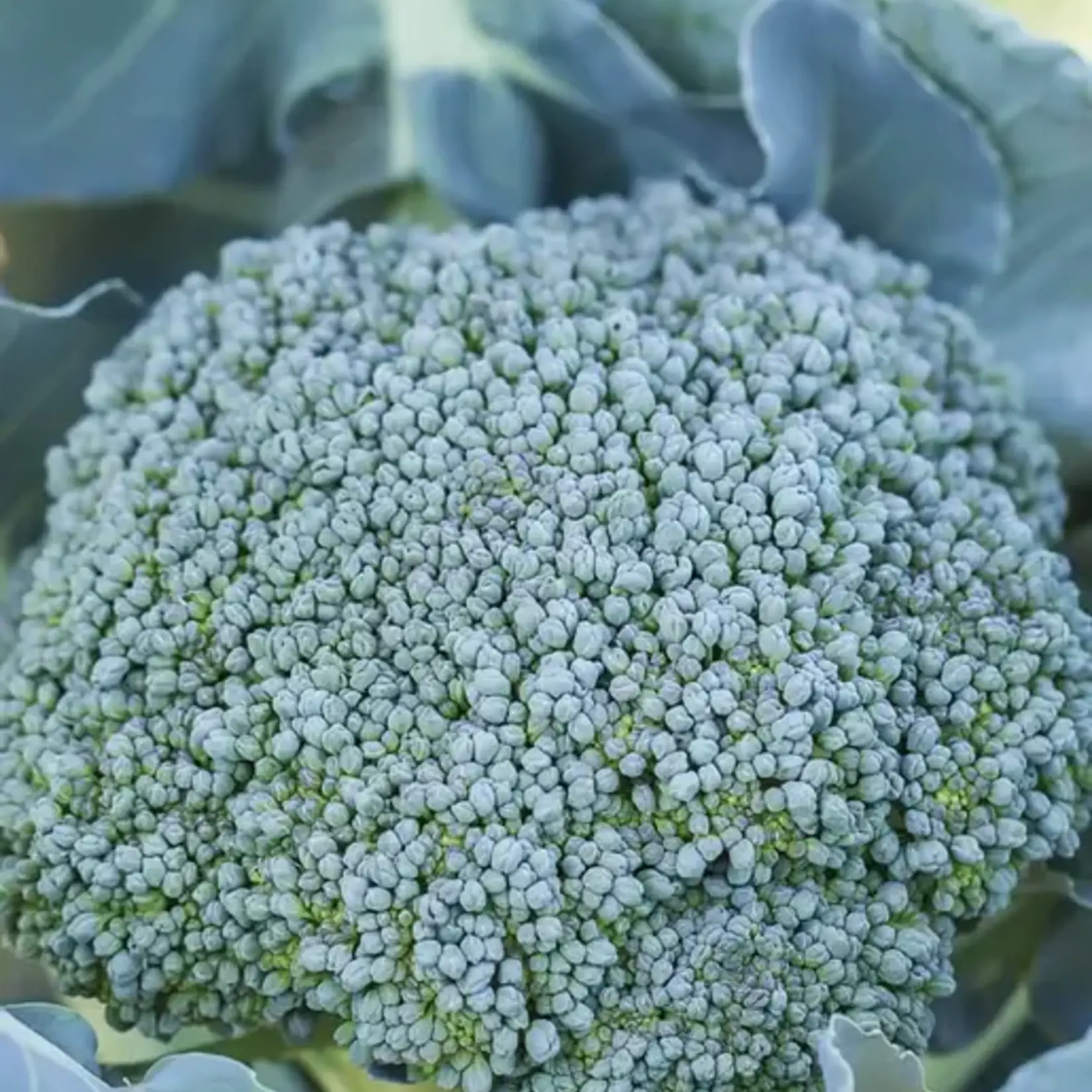 Seeds, Broccoli Di Cicco Organic (West Coast Seeds)