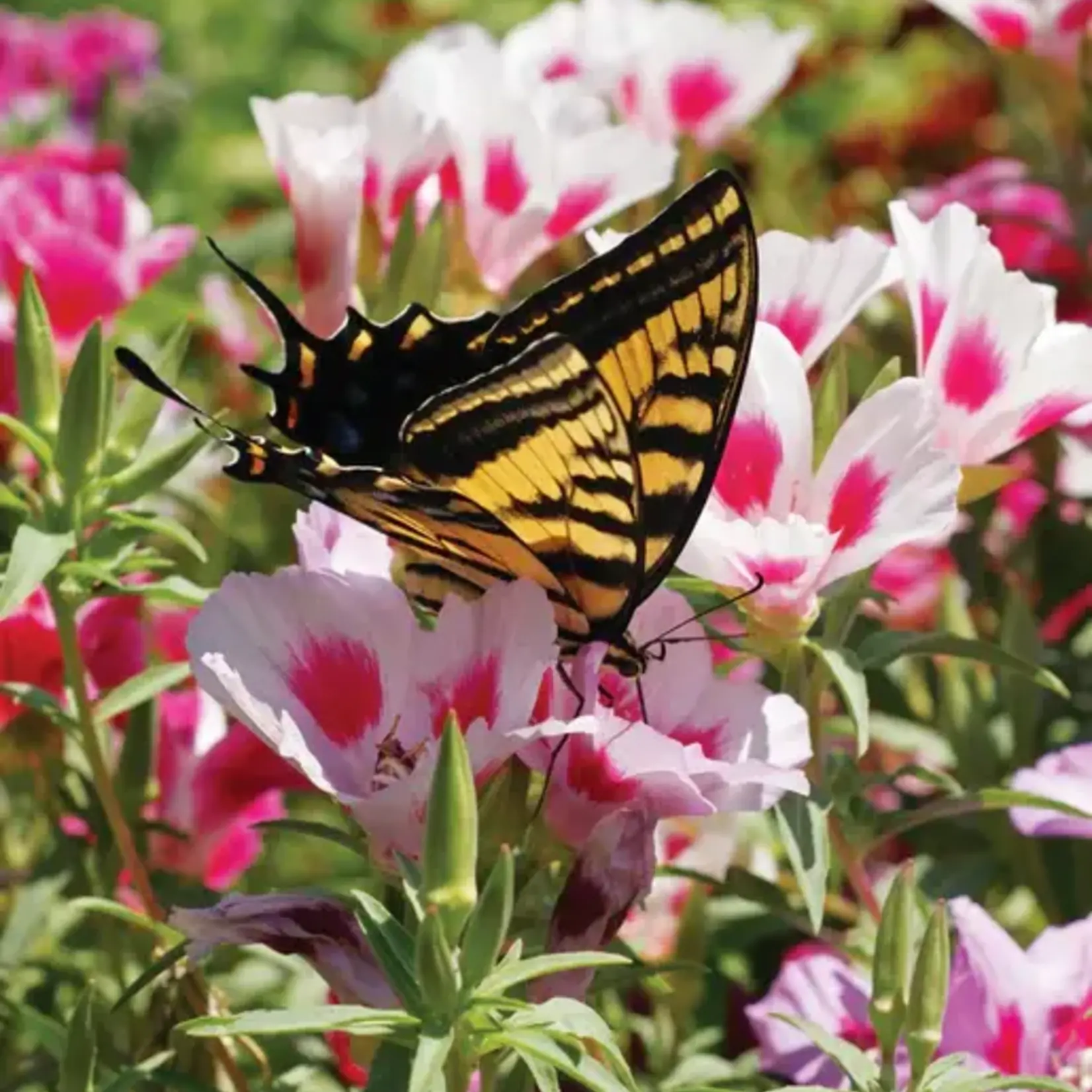 Seeds, Wildflowers Butterfly Blend (West Coast Seeds)
