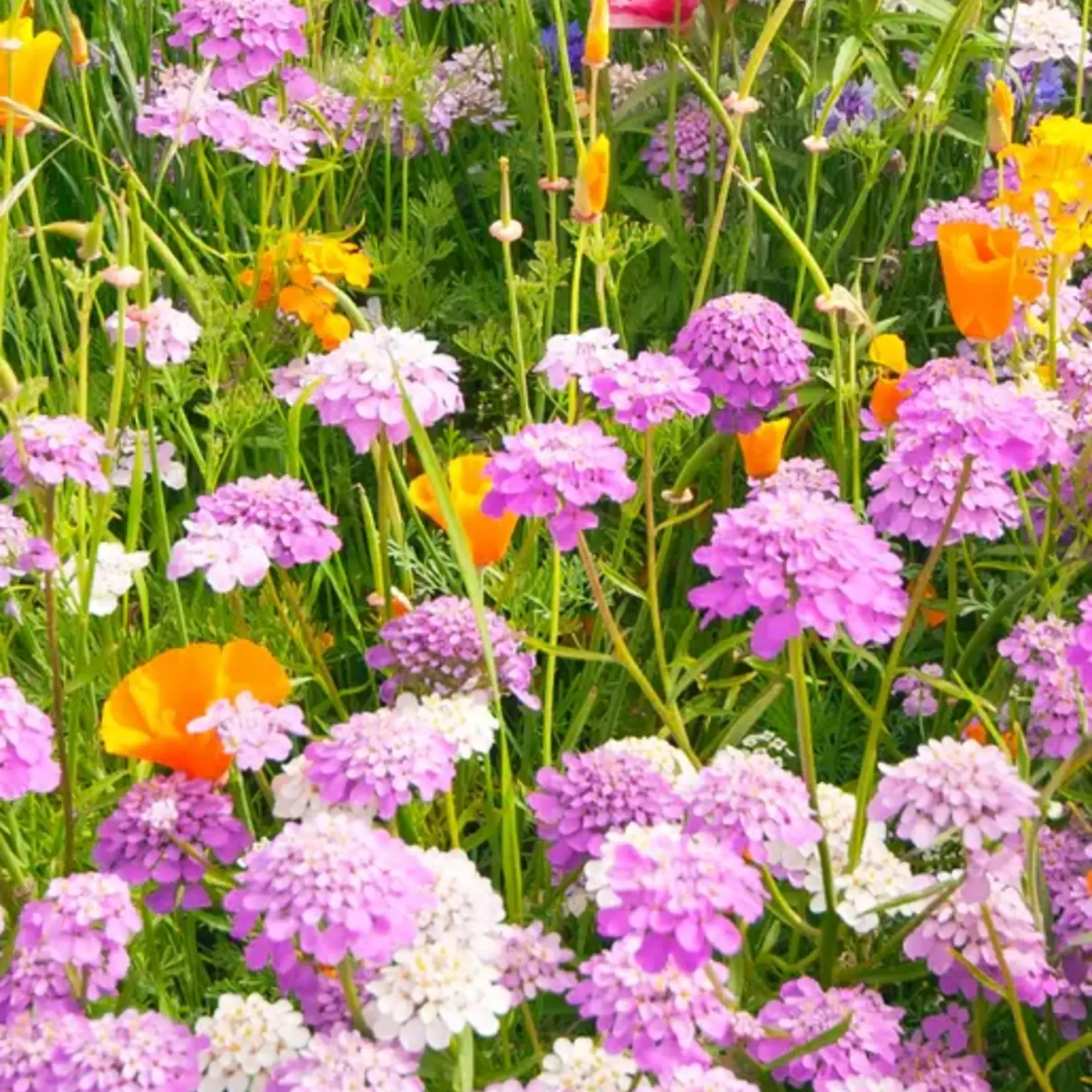 Seeds, Wildflowers Butterfly Blend (West Coast Seeds)