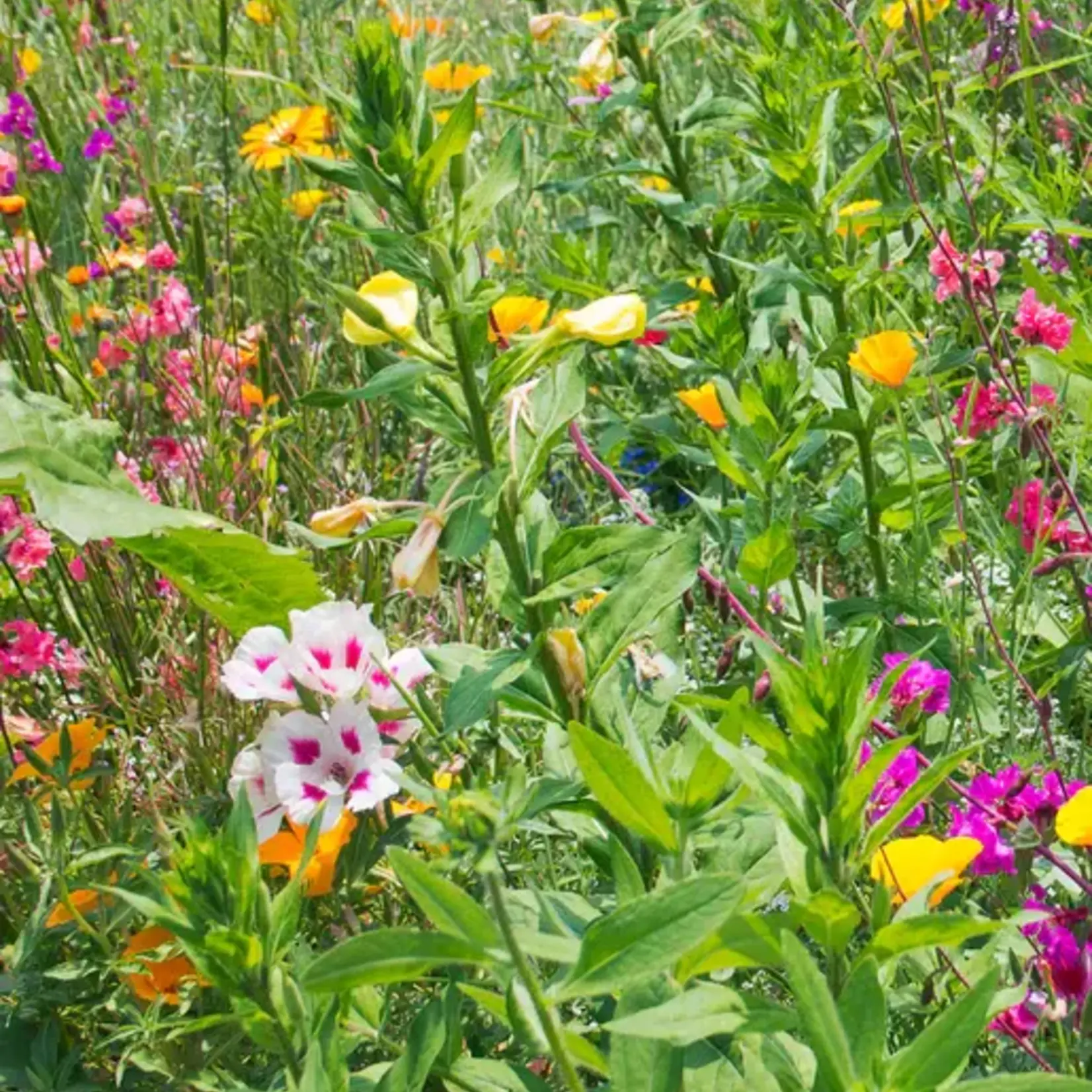 Seeds, Wildflowers Butterfly Blend (West Coast Seeds)