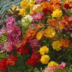 Seeds, California Poppies XL Jelly Beans (West Coast Seeds)
