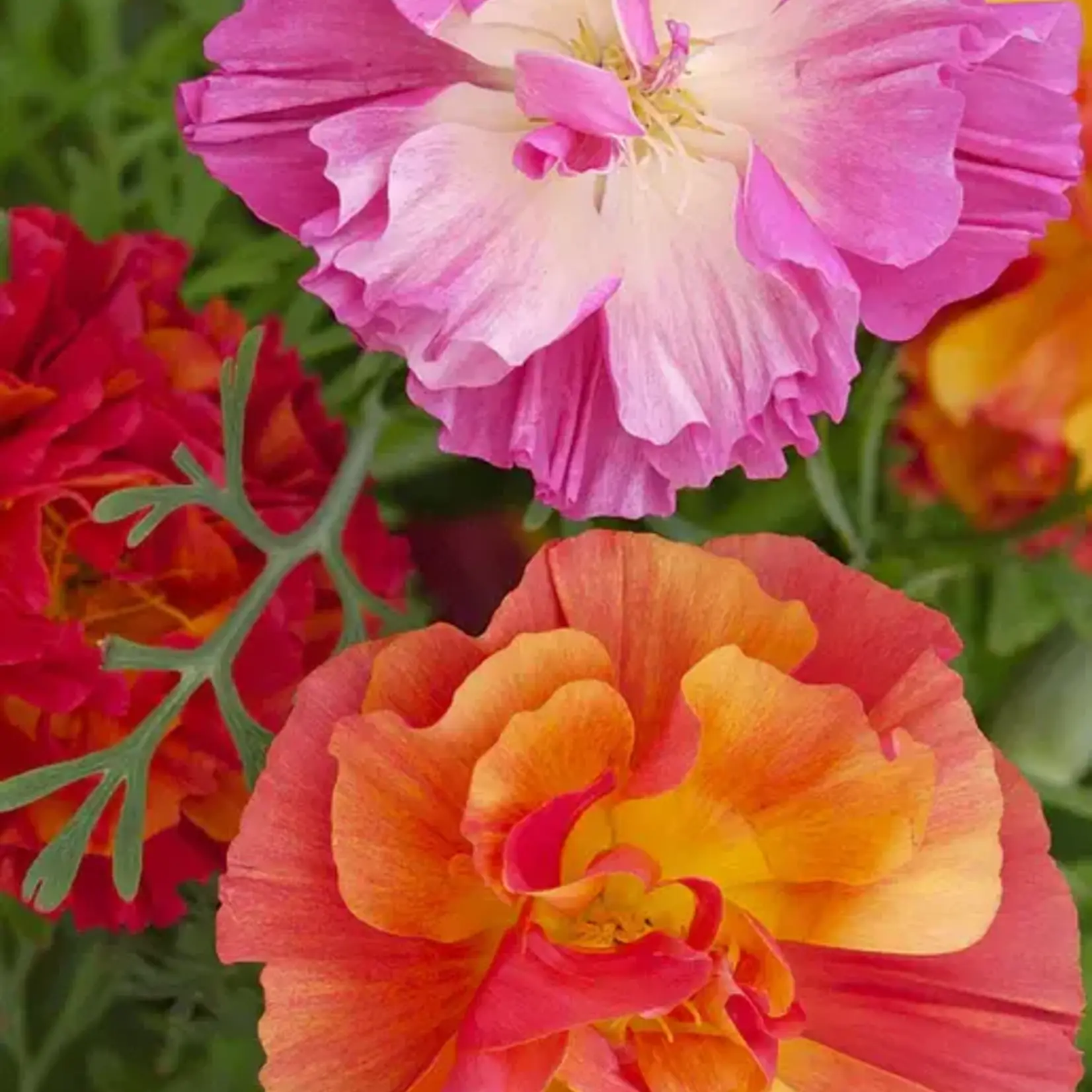 Seeds, California Poppies XL Jelly Beans (West Coast Seeds)