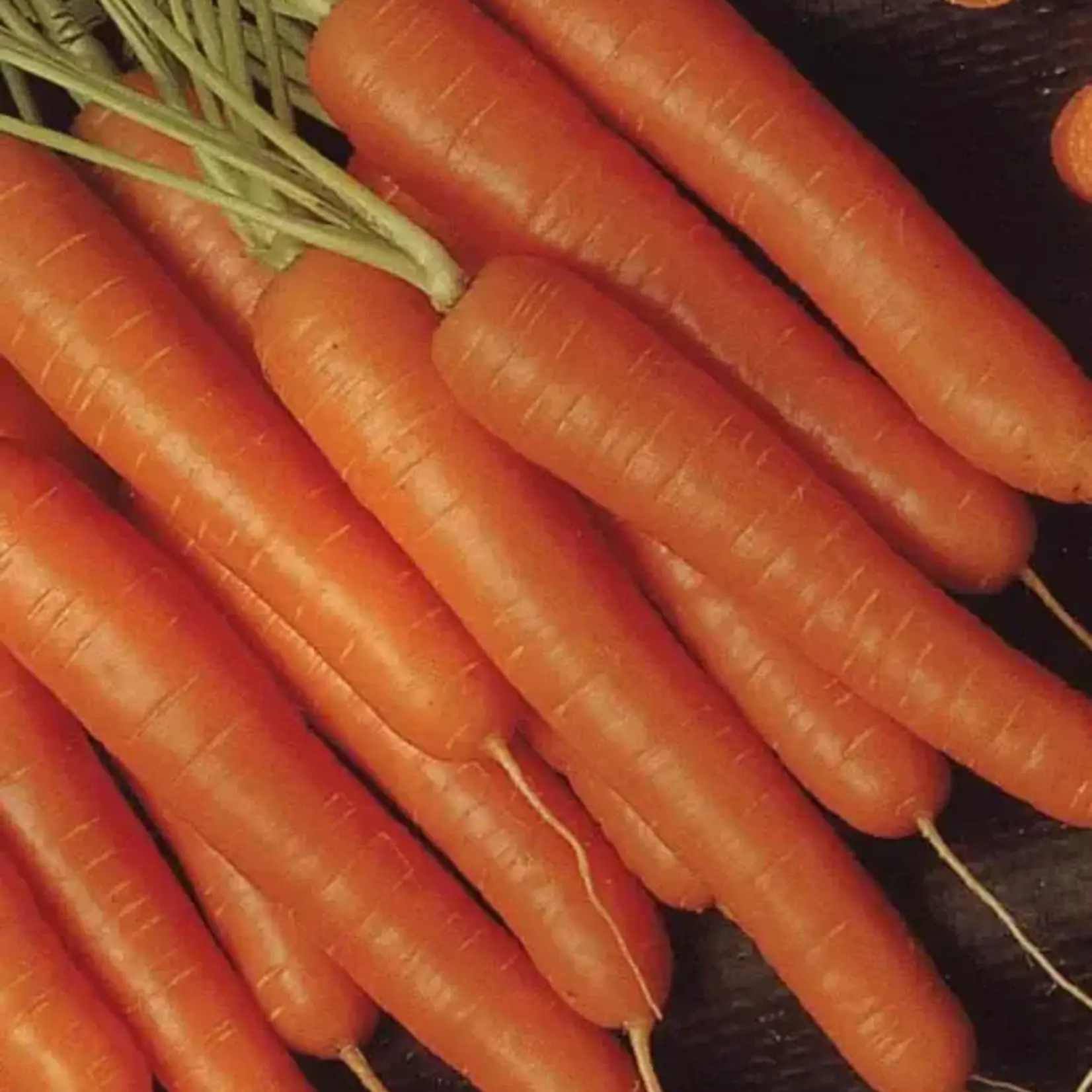 Seeds, Carrots Bolero F1 Pelleted (West Coast Seeds)