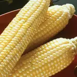 Seeds, Corn Sugar Buns F1 (West Coast Seeds)