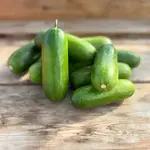 Seeds, Cucumber Mini-Me F1 Organic (West Coast Seeds)