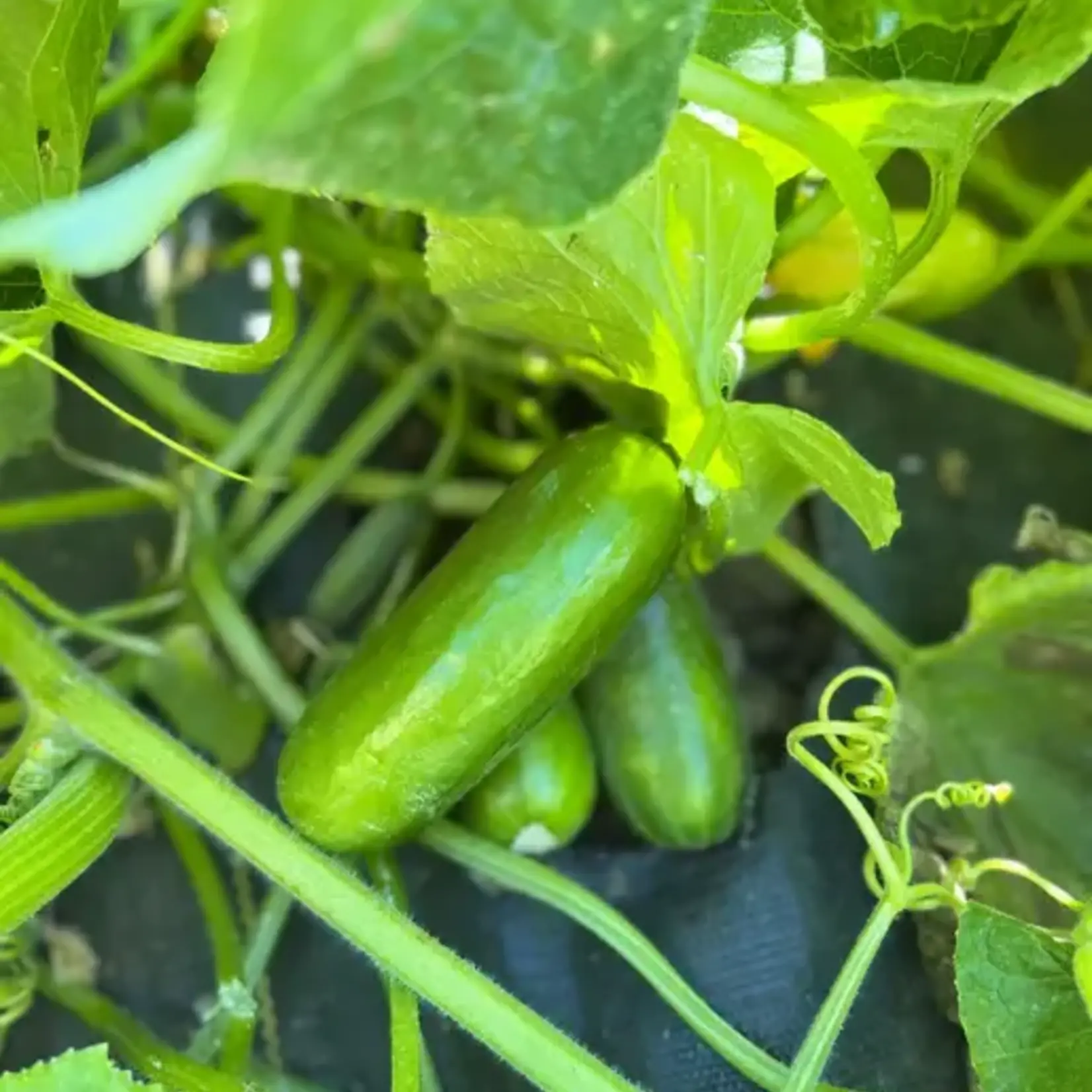 Seeds, Cucumber Mini-Me F1 Organic (West Coast Seeds)