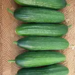 Seeds, Cucumbers Picolino F1 Organic (West Coast Seeds)
