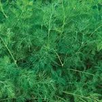 Seeds, Dill Ella Organic (West Coast Seeds)