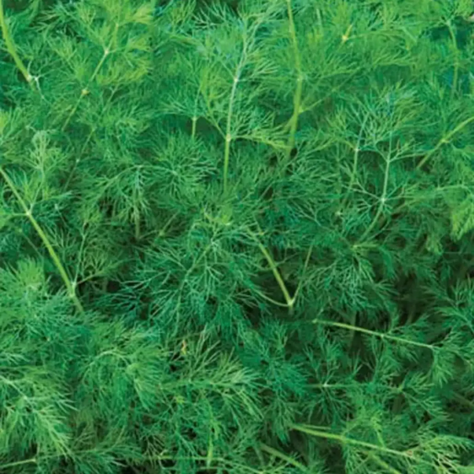 Seeds, Dill Ella Organic (West Coast Seeds)