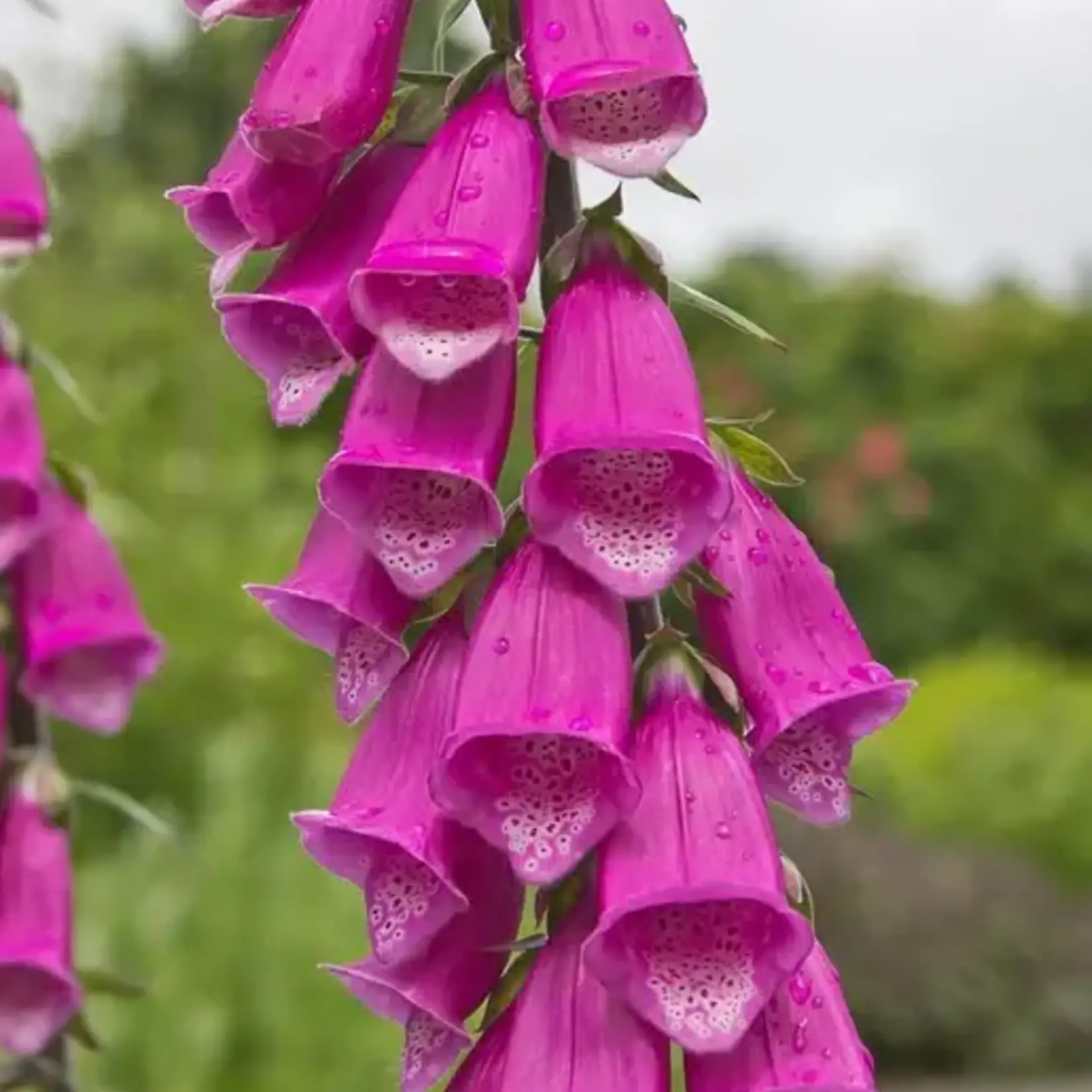 Seeds, Foxgloves Purple (West Coast Seeds)