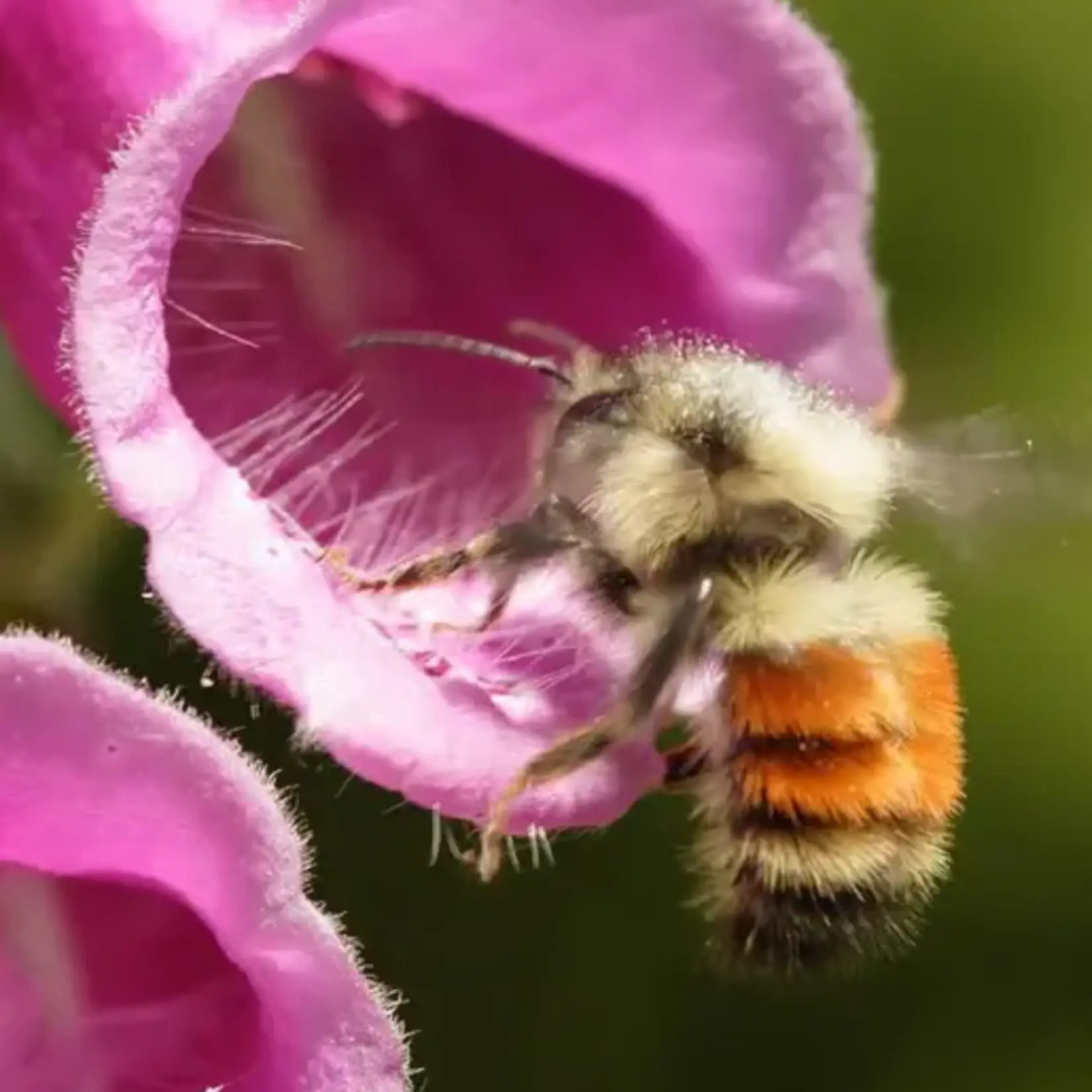 Seeds, Foxgloves Purple (West Coast Seeds)