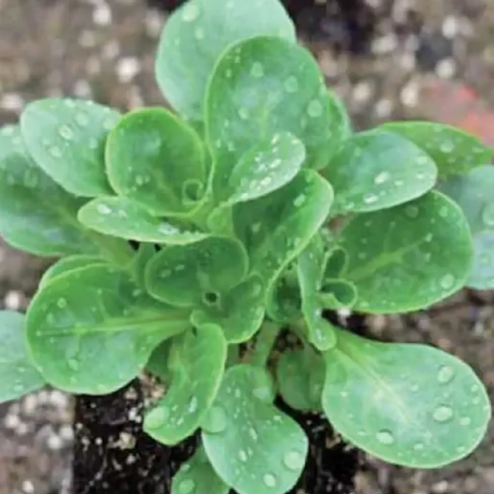 Seeds, Greens Granon Organic (West Coast Seeds)