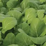 Seeds, Greens Komatsuna Green (West Coast Seeds)