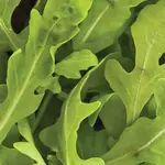 Seeds, Greens Wildfire (West Coast Seeds)