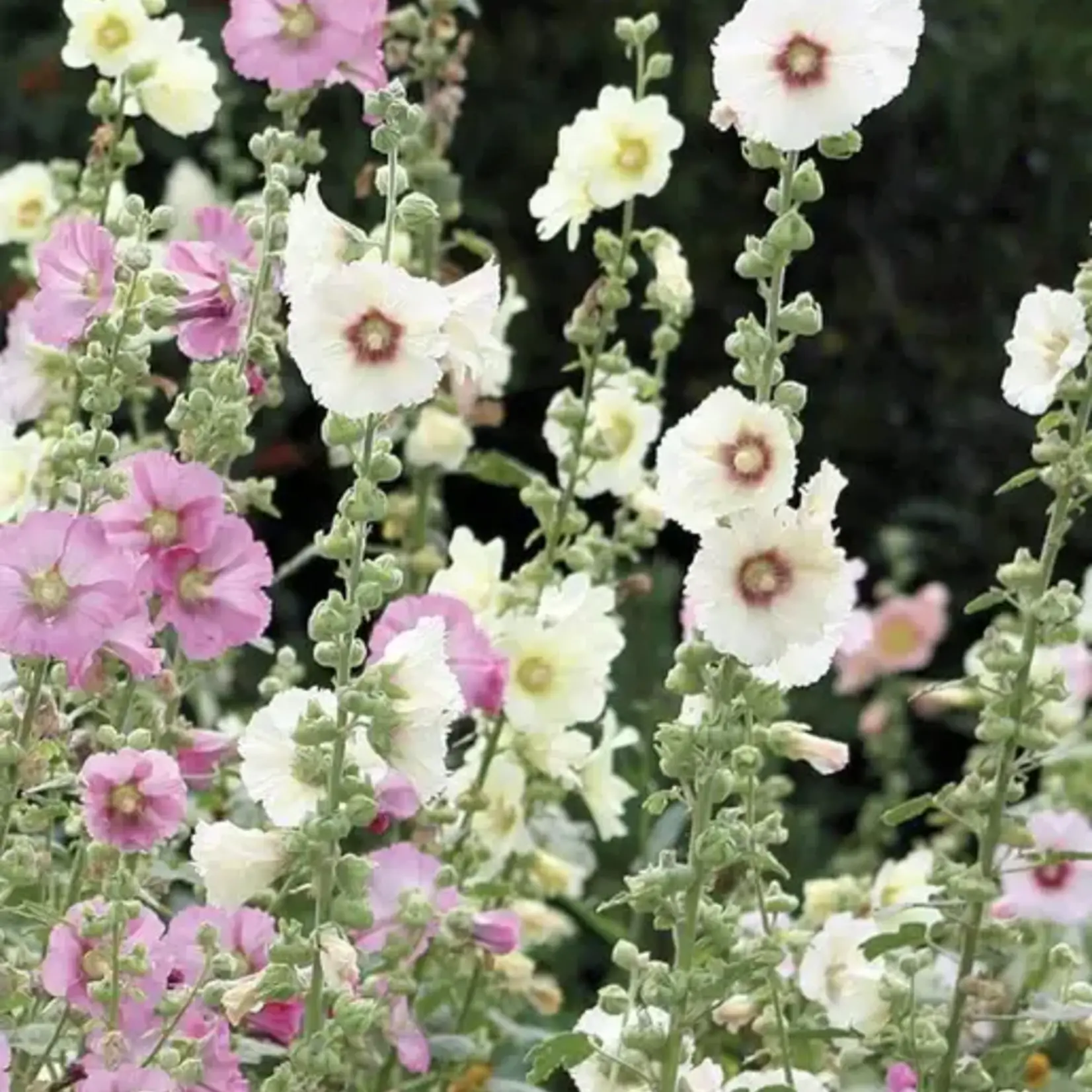Seeds, Hollyhocks Indian Spring (West Coast Seeds)