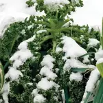 Seeds, Kale Winter Blend (West Coast Seeds)