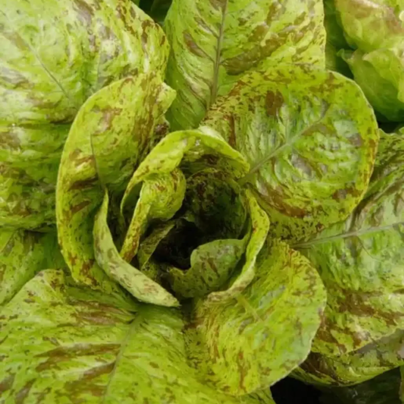 Seeds, Lettuce Freckles (West Coast Seeds)