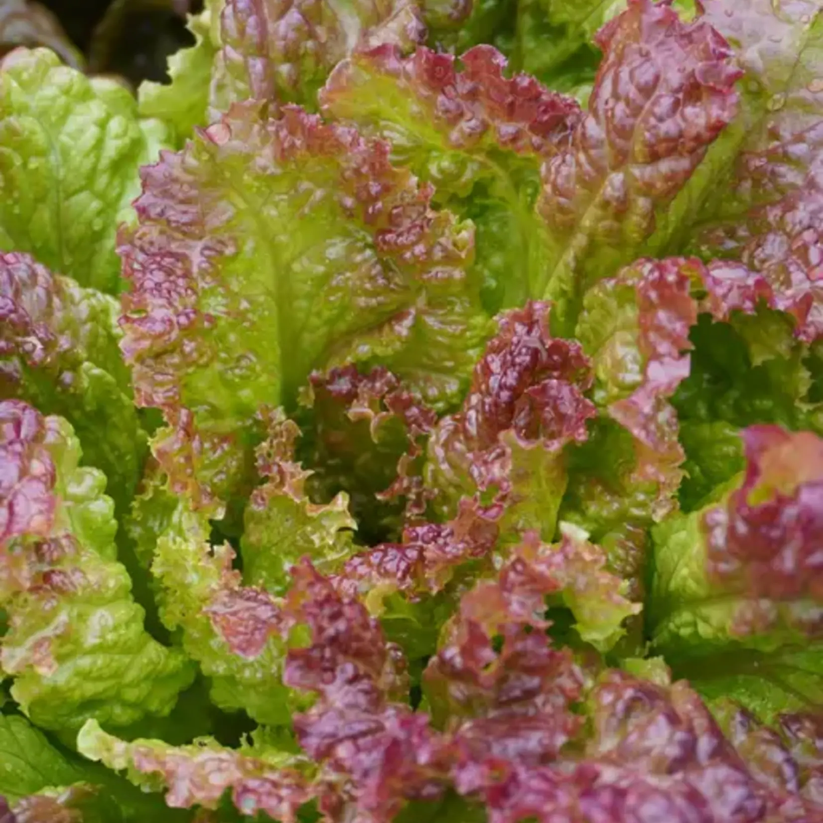Seeds, Lettuce New Red Fire Organic (West Coast Seeds)