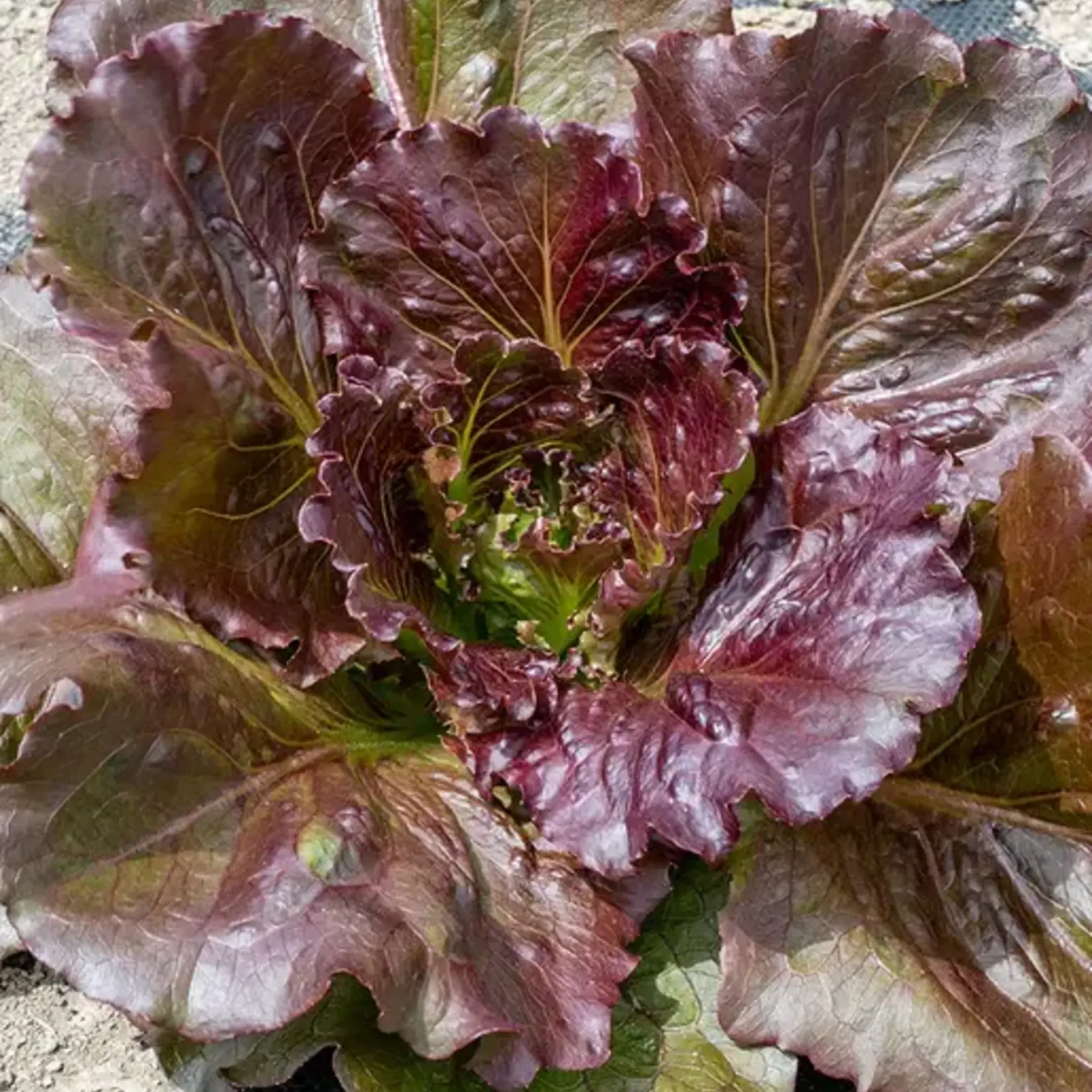Seeds, Lettuce Red Iceberg (West Coast Seeds)